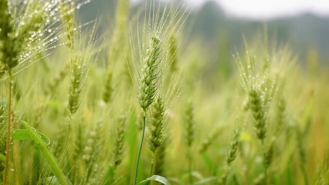 Green wheat ears with water droplets in a field
