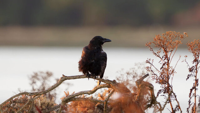 Carrion Crow perched on gorse at Stanpit Marsh in golden light