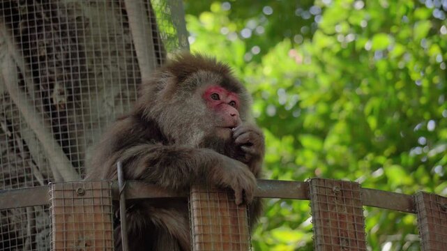 Japanese Macaque Resting on Metal Cage Structure in Nature
