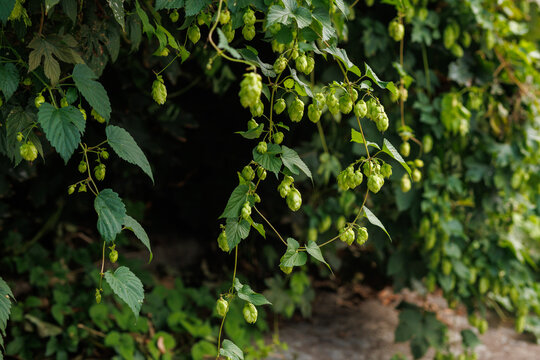 Hop vines with green cones hanging from branches