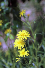 Obraz premium Macro image of sunlit Hawk's beard flowers, Derbyshire England 