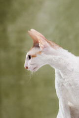 White cornish rex cat profile portrait vertical format side view looking left curious kitten ears olive green background closeup studio purebred domestic pet elegant feline face alert texture © Tina