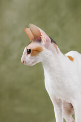 White cornish rex cat profile portrait vertical format side view looking left curious kitten ears olive green background closeup studio purebred domestic pet elegant feline face alert texture © Tina