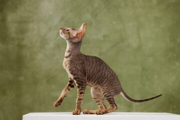 Beautiful brown spotted tabby cornish rex cat sitting raising paw looking up olive green background full body portrait studio sleek purebred active kitten pet elegant feline long tail playful © Tina
