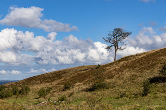 View of a solitary tree standing on a grassy hillside under a bright blue sky with fluffy white clouds on the island of Fur, Jutland, Denmark.