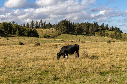View of a black and white cow grazing in a grassy field with rolling hills and trees in the background in Fur, Jutland, Denmark.