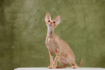 Beautiful red tabby cornish rex cat sitting looking up olive green background full body portrait studio sleek purebred active kitten pet elegant feline curious big ears ginger orange © Tina