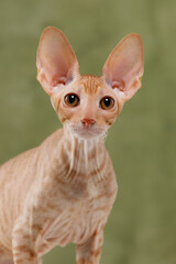 Cute cornish rex cat head portrait vertical format looking at camera curious kitten big ears olive green background close up studio purebred domestic pet smart feline face alert look adorable © Tina