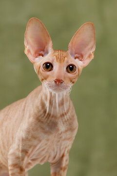 Cute cornish rex cat head portrait vertical format looking at camera curious kitten big ears olive green background close up studio purebred domestic pet smart feline face alert look adorable