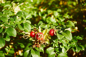 Róża pomarszczona, róża fałdzistolistna, róża japońska ,Rosa rugosa Thunb. © Marcin Łazarczyk