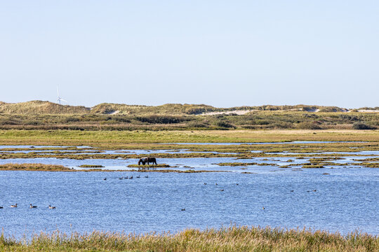 View of a horse grazing in the wetlands of Thy with geese swimming in the water, sand dunes, and a wind turbine in the background in Thisted Municipality, Denmark.