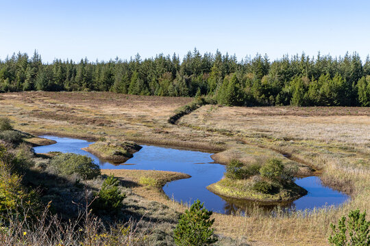 View of the winding river flowing through the grassy landscape of Thy National Park with small islands and a dense coniferous forest in Thisted Municipality, Denmark.