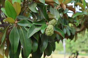 Magnolia tree with fruits. Magnolia is a genus of herbaceous flowering plants. © Viktor