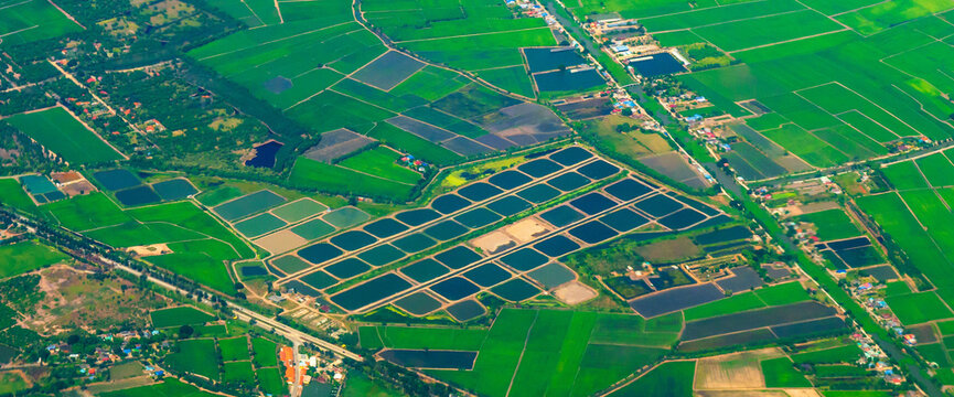 Banner Aerial view Green paddy rice terrace land. Aerial drone shots summer tropical in summertime. Banner Amazing green paddy meadow landscape. Agriculture rice field view greenery background