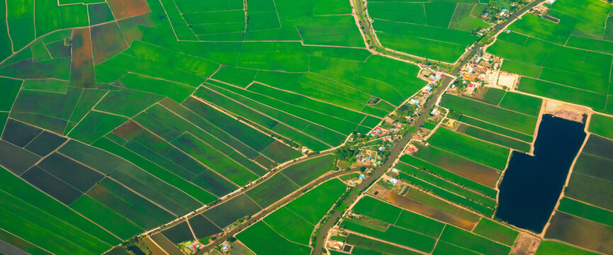 Banner Aerial view Green paddy rice terrace land. Aerial drone shots summer tropical in summertime. Banner Amazing green paddy meadow landscape. Agriculture rice field view greenery background