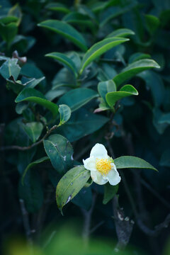 Vertical tea organic Green tree in farm. Green tea tree Flower fresh leaves in eco herbal farm. Vertical Flower black tea tree herbal natural garden farmland. Vertical plant nature farmland