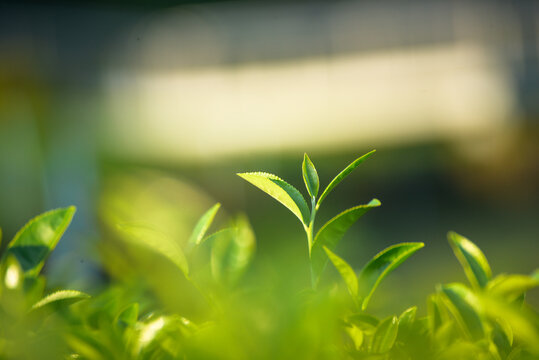 Close up Fresh Tree tea plantation mountain green nature in herbal farm. Freshness herbal green natural garden farmland. Tree tea plantations in morning sun light. Organic farm tender bud herbal