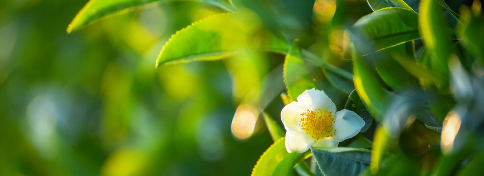 Banner Green tea tree field sunlight garden agriculture. Panorama Fresh young tender bud herbal farm in morning. Banner Green tea tree leaves camellia sinensis herb with copy space