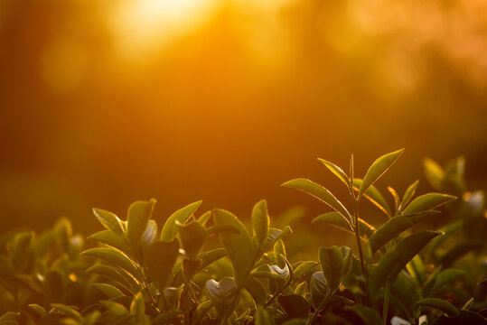 Close up Fresh Tree tea plantation mountain green nature in herbal farm. Freshness herbal green natural garden farmland. Tree tea plantations in morning sun light. Organic farm tender bud herbal
