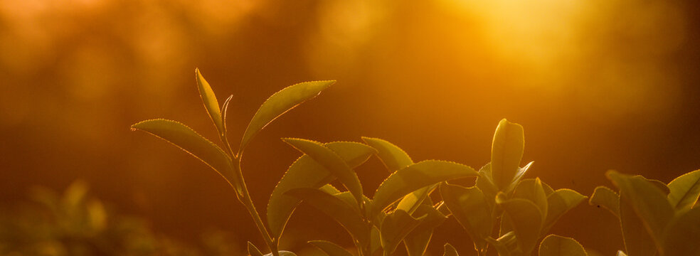 Banner Green tea tree field sunlight garden agriculture. Panorama Fresh young tender bud herbal farm in morning. Banner Green tea tree leaves camellia sinensis herb with copy space