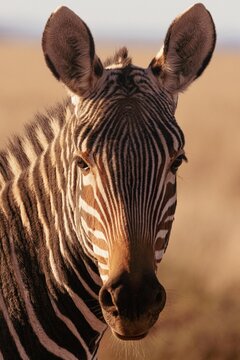 View of a zebra with distinctive black and white stripes and alert ears, captured in soft golden light in South Africa.
