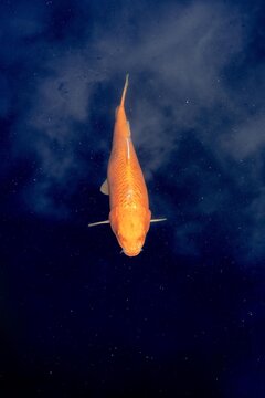 View of an orange koi fish swimming in dark water in South Africa.