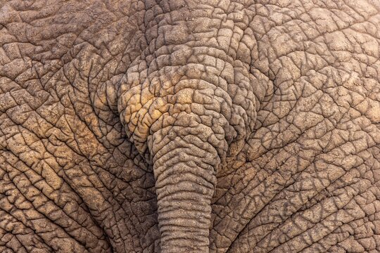 View of the textured, wrinkled skin of an African elephant in South Africa.