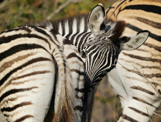 Young plains zebra grooming beside herd member in warm evening light © Antony