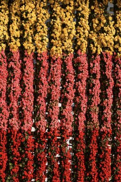 View of a vibrant vertical garden wall featuring cascading yellow, pink, and red flowers in Chiang Mai, Thailand.