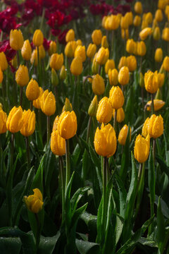 View of vibrant yellow tulips blooming in a garden with dew drops on petals and green leaves in Chiang Mai, Thailand.