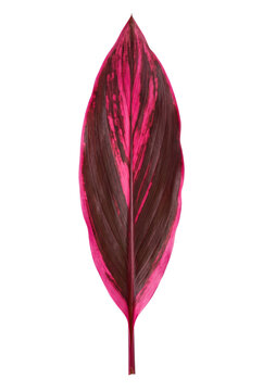 Vibrant pink and burgundy cordyline ti leaf isolated