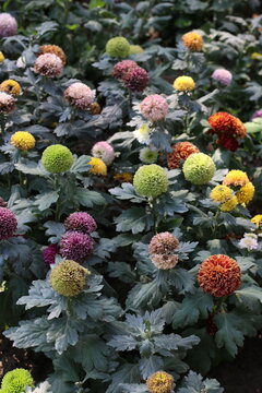 View of vibrant colorful chrysanthemum flowers in a garden in Chiang Mai, Thailand.