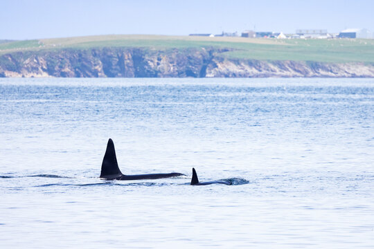 View of two orcas swimming in the sea with a coastal landscape in the background in Shetland, Scotland, United Kingdom.