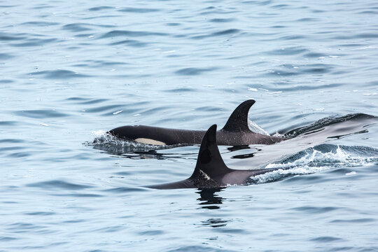 View of two orcas swimming in the open sea with gentle ripples on the water surface in Shetland, Scotland, United Kingdom.