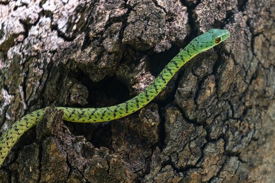 View of a vibrant green snake with black markings resting on the textured bark of a tree in Zimbabwe.