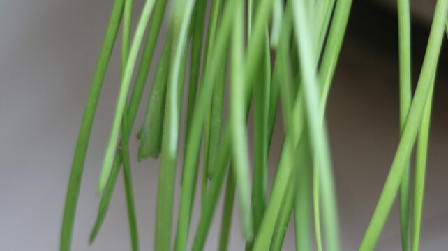 Green Ponytail Palm Leaves Close Up with Long Curved Foliage