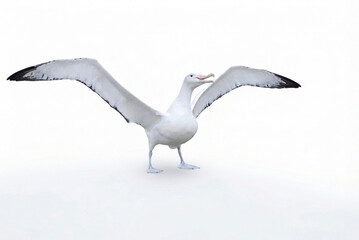 Fototapeta premium Wandering Albatross with Spread Wings on White Background