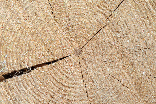 Detailed close-up of a sawn tree log cross section revealing concentric growth rings, wood grain texture, radial cracks and natural patterns that convey age, time, growth and rustic character