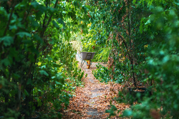 Obraz premium Garden path with wheelbarrow. Agricultural wheelbarrow on path surrounded by garden greenery.