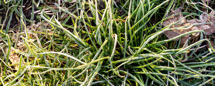 Frosted green grass glows in morning sunlight after first autumn freeze, revealing delicate ice crystals along narrow blades. Close view captures chilly weather, crisp texture and seasonal change