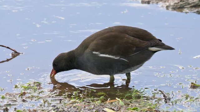 Moorhen (Gallinula chloropus) looking for food by the shallow at the edge of a lake. August, Kent, UK [Slow motion x4]