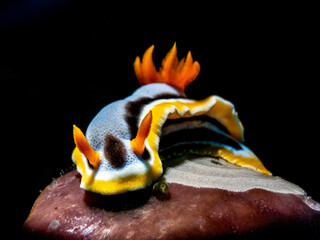 Nudibranch (Chromodoris annae) © Tomek