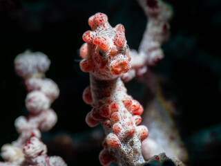 Pygmy Seahorse (Hippocampus bargibanti). © Tomek