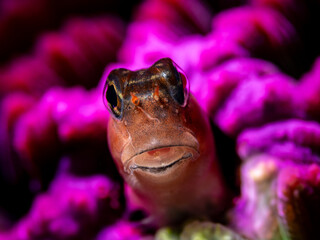 White lined combtoothed blenny (Ecsenius pictus) © Tomek