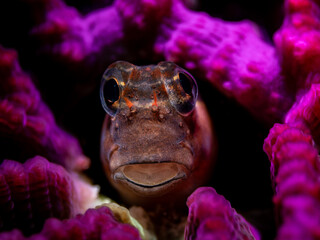 White lined combtoothed blenny (Ecsenius pictus) © Tomek