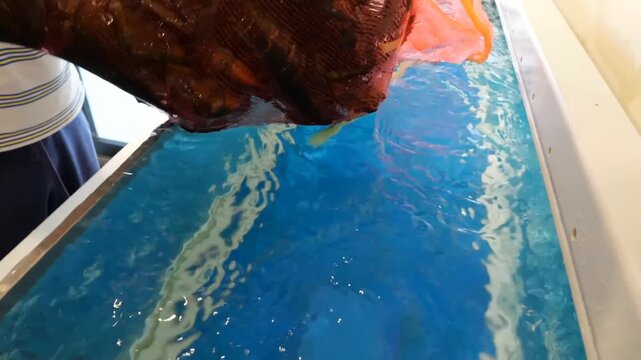 Transferring fresh lobsters and shellfish into illuminated commercial aquarium tanks to maintain quality in a restaurant kitchen environment