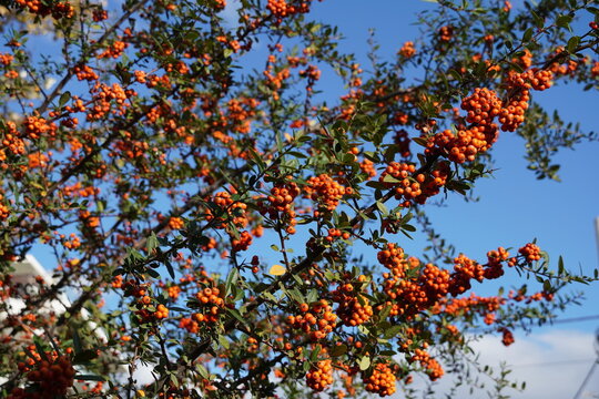 Firethorn, or Pyracantha tree branches with orange berries in a park in Athens, Greece