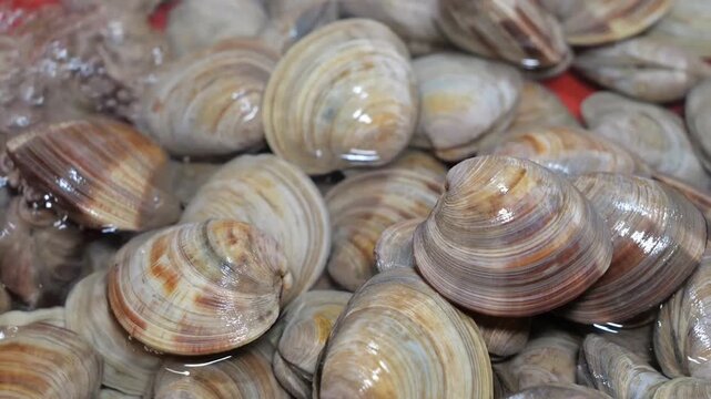 Fresh clams are thoroughly washed and rinsed with running water inside a bright red plastic basin during kitchen food preparation procedures before cooking
