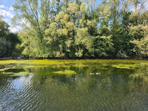 ​Scenic view of a tranquil river bank covered with lush green algae and water plants under a bright blue sky with light clouds