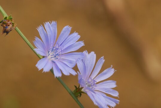 Cichorium intybus 